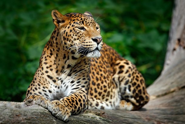 Services leopard sri lanka on the go tours 325451478099864