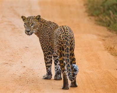 leapard